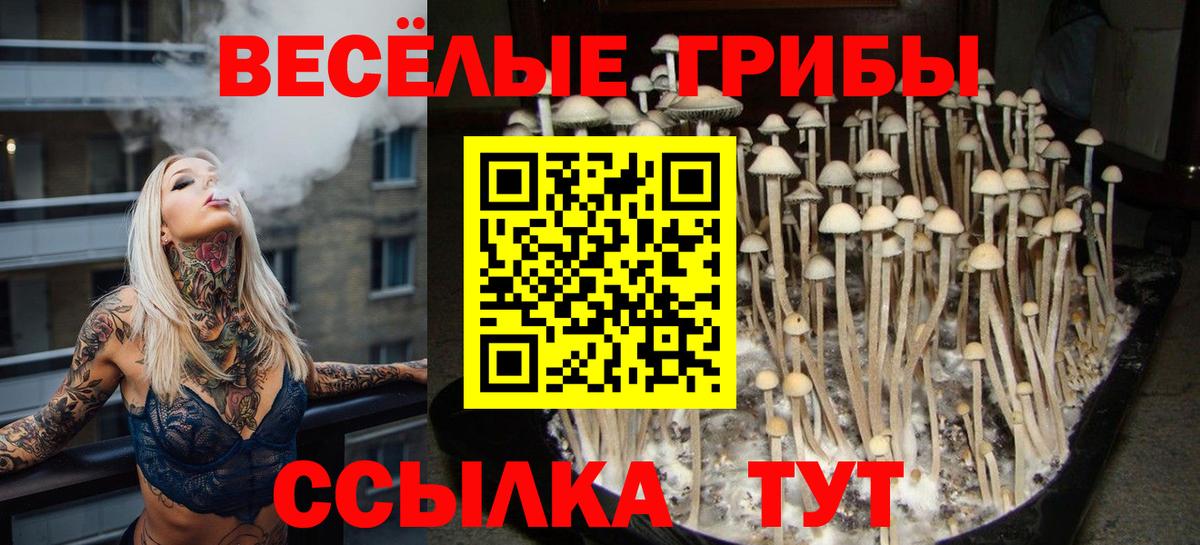 Псилоцибиновые грибы Cubensis Подольск